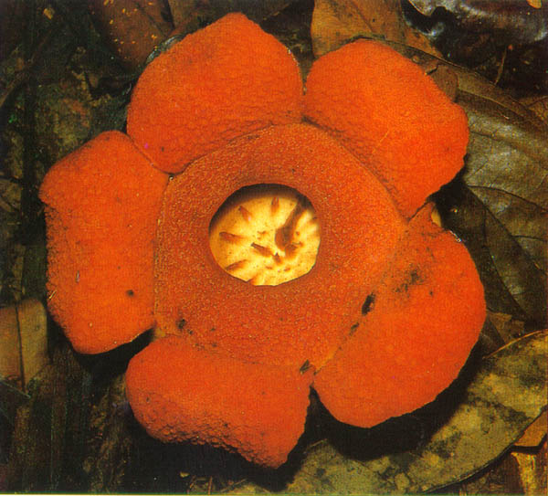 [rafflesia+tengku+adlinii.JPEG]