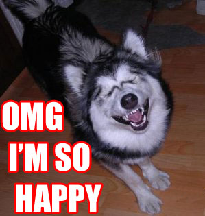 [happydog.jpg]