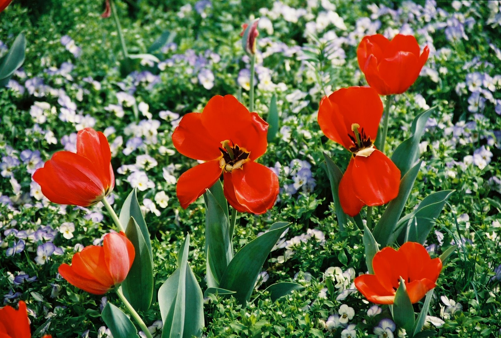 [Spring+Flowers+in+Centennial+Park.JPG]