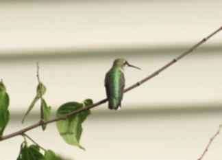 [Hummingbird+on+the+limb.JPG]