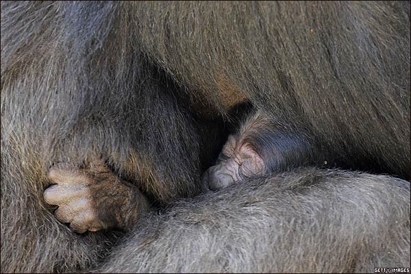 [Bebé+gorila.jpg]