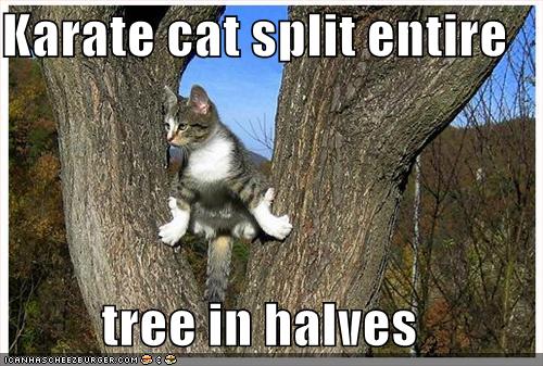 [funny-pictures-karate-cat-splits-the-entire-tree-in-half.jpg]