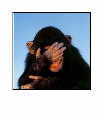[Embarrassed-Chimpanzee-Pre-Matted-C11774369[1].jpg]