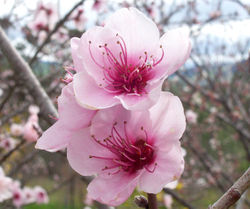 [Peach_Blossom_State_Flower_of_Delaware.jpg]