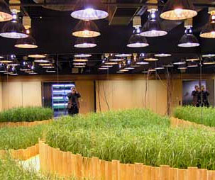 [green+roof+farming+tank+farm+Pasona+O2.jpg]