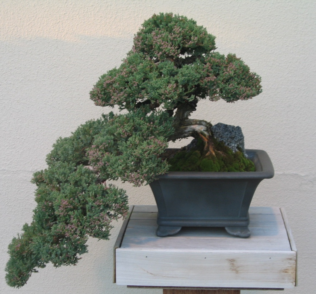 [Bonsai_Juniperus_procumbens.jpg]