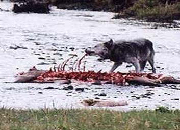 [wolf+eating+elk.jpg]