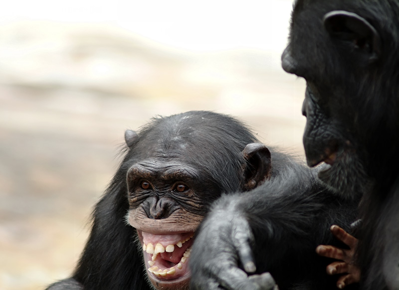 [Chimps+laughing++google+chimps.jpg]