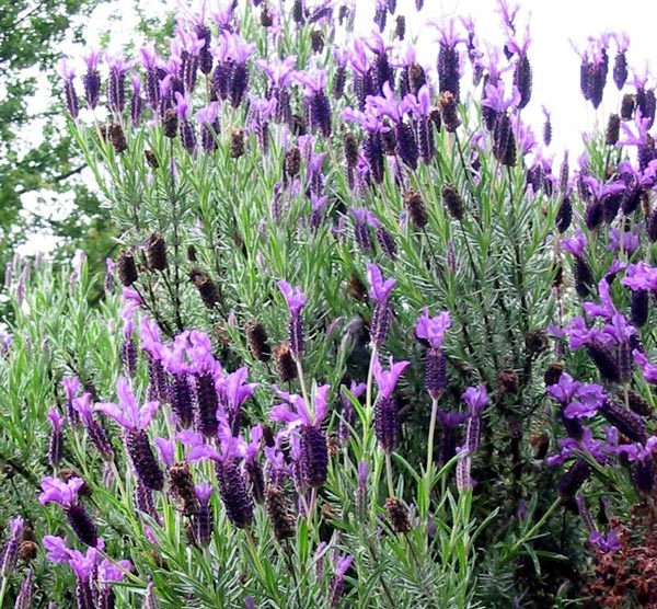 [lavender-bush.jpg]