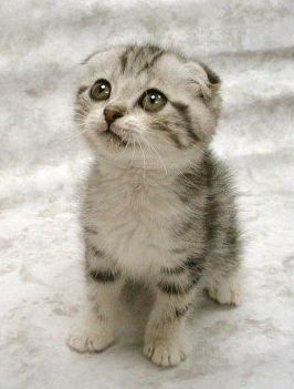 [cute_kitten.jpg]