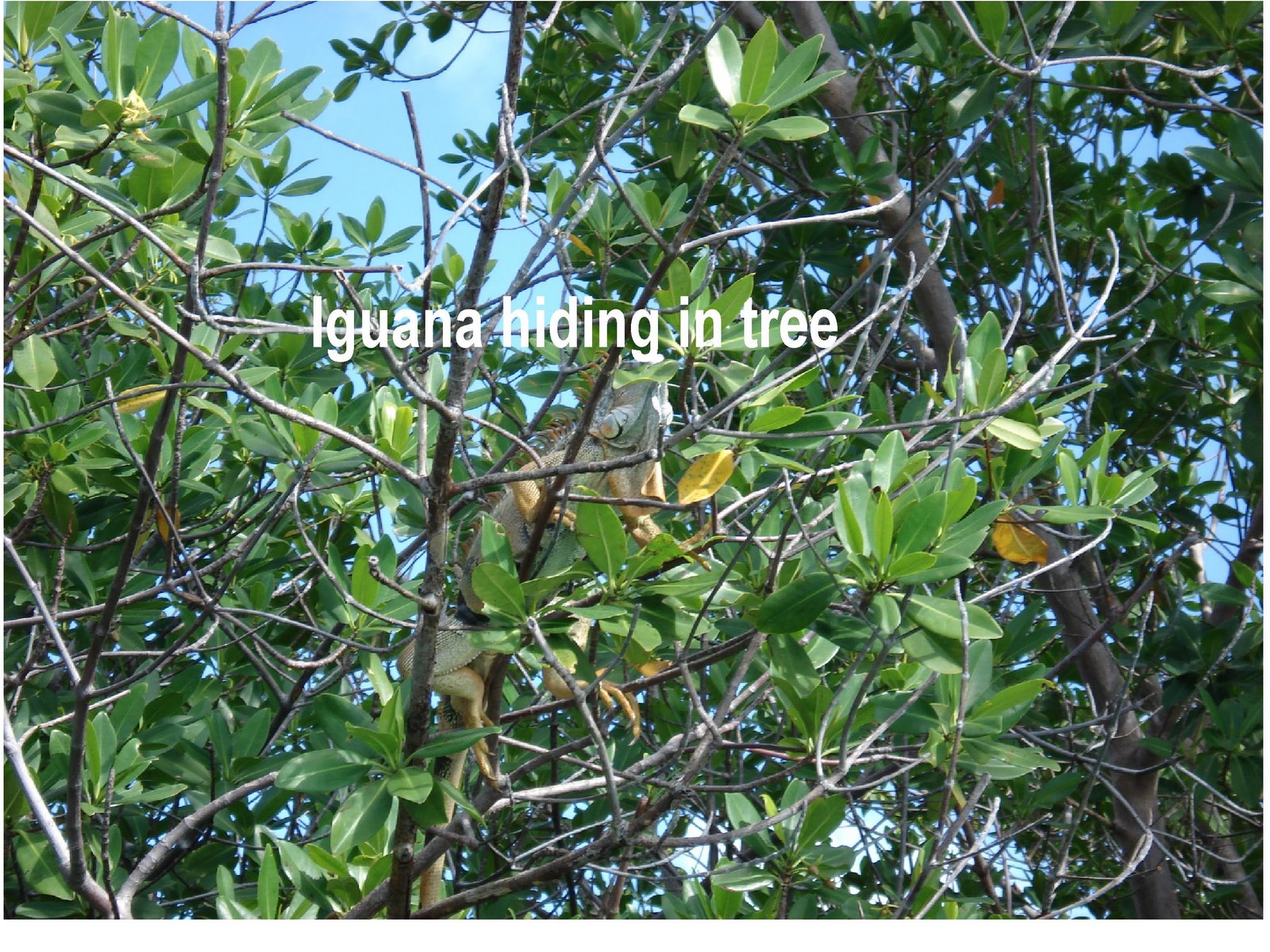 [iguana+in+tree.jpg]