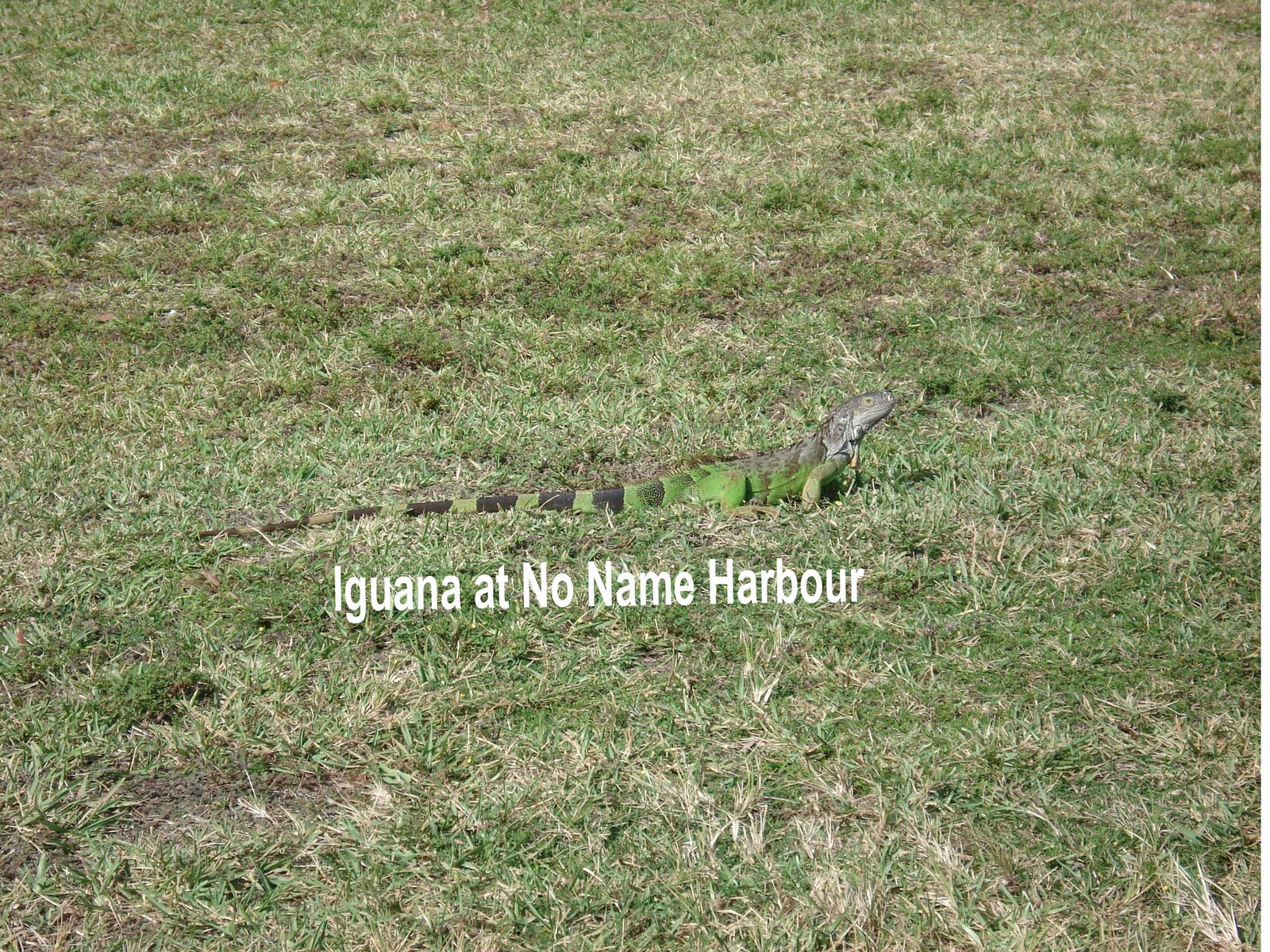 [Iguana+4.jpg]