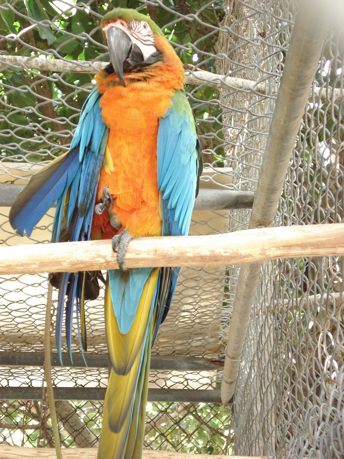 [Macaw+Orange+2.JPG]