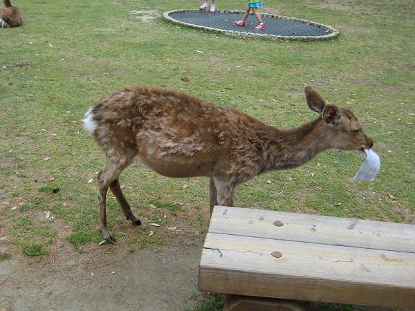 [05+Nara+Deer+eating+paper.jpg]