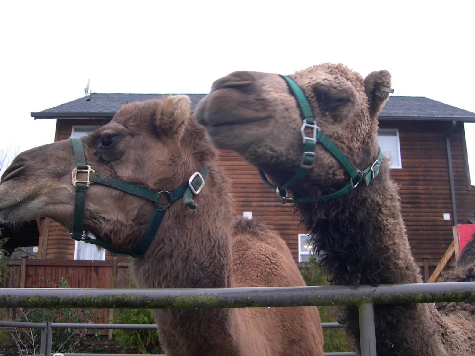 [camels+003.jpg]