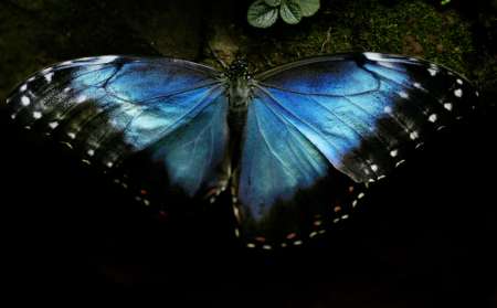 [Blue+Morpho+Butterfly,+Costa+Rica.jpg]