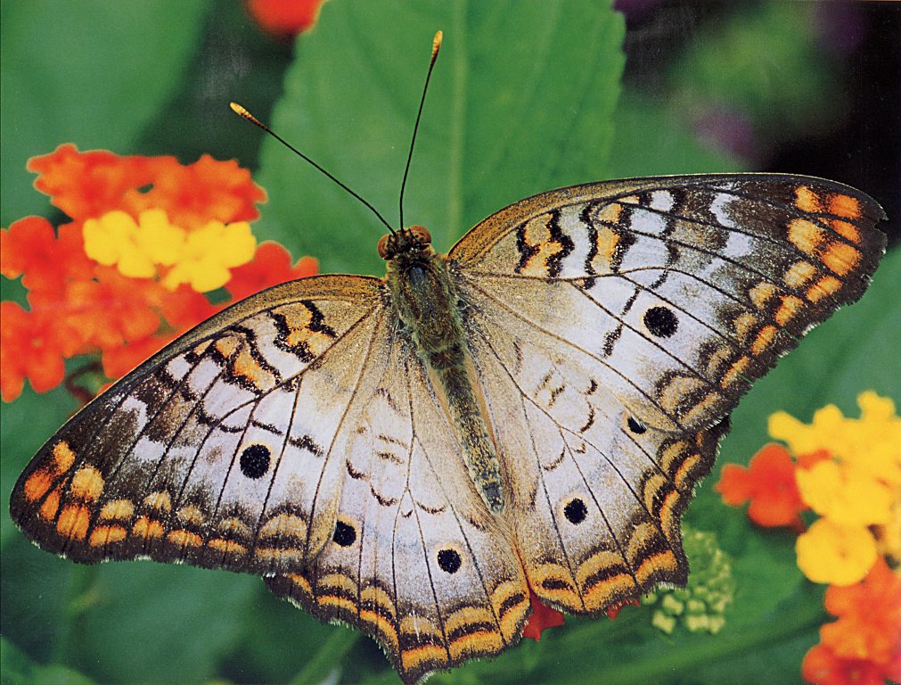 [White+Peacock+Butterfly+1.jpg]
