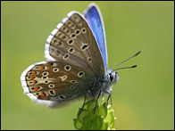 [Rare+blue+butterfly+1.jpg]
