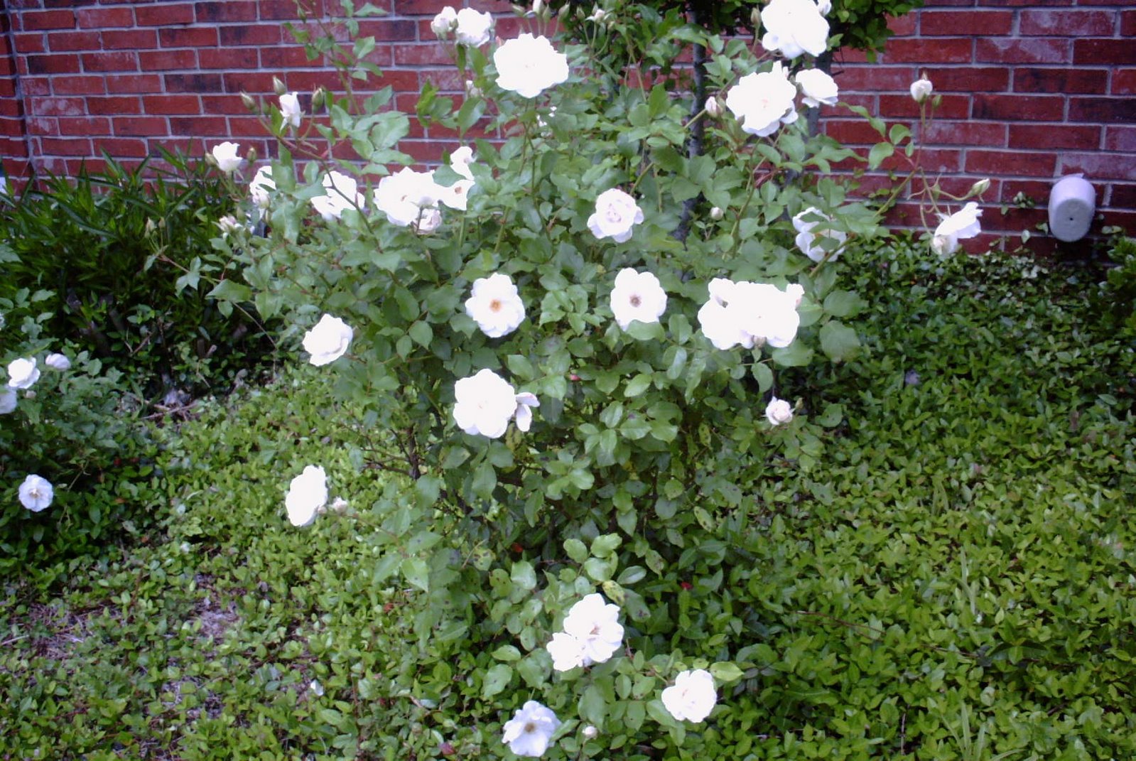 [white+roses.JPG]