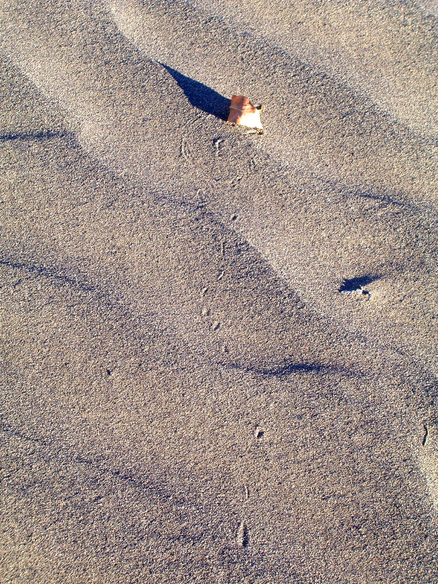 [tracking+a+leaf+in+the+dunes.JPG]