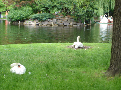 [Swans@public+garden.JPG]