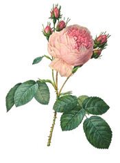 [002-Cabbage-Rose-1.jpg]