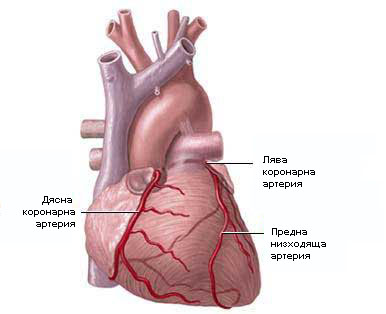 [koronarni-arterii.jpg]