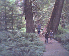 Cathedral Grove:Old growth forest