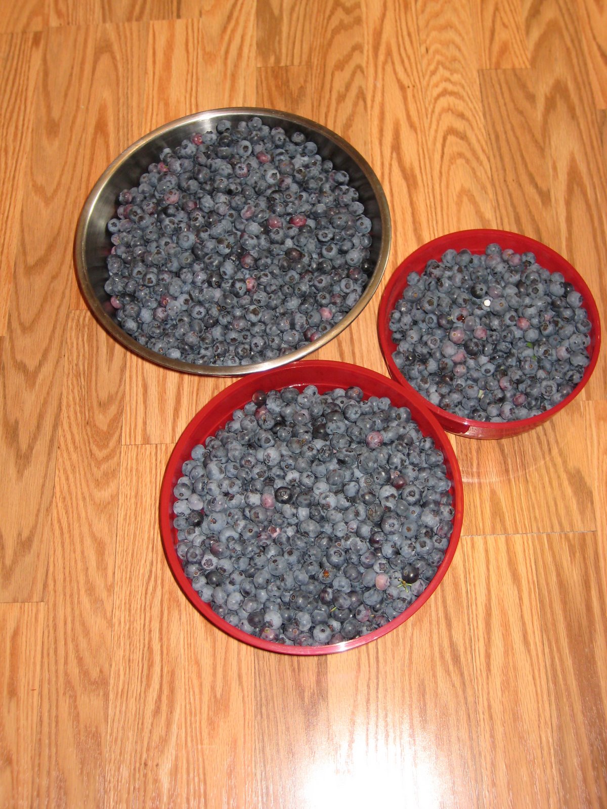 [Blueberries+001.jpg]