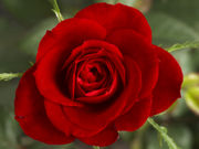 [Small_Red_Rose.jpg]