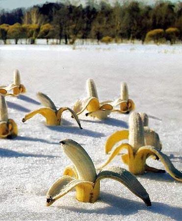 [bananas+in+snow.jpg]