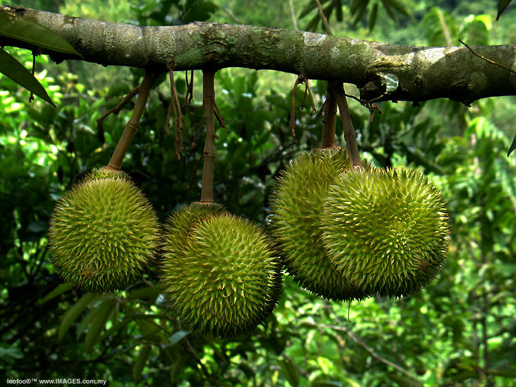[durian1.jpg]