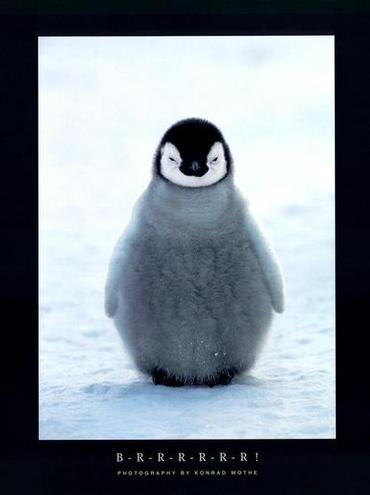 [Baby+penguin.jpg]