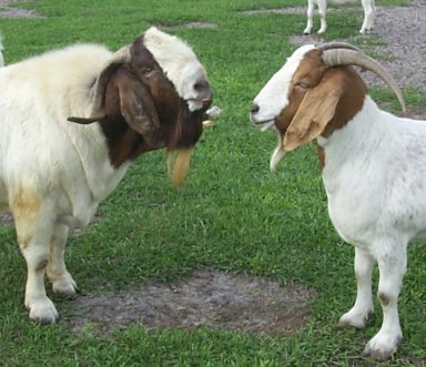[Cruz+goats.jpg]