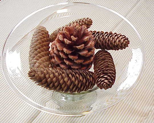 [pine+cones.jpg]