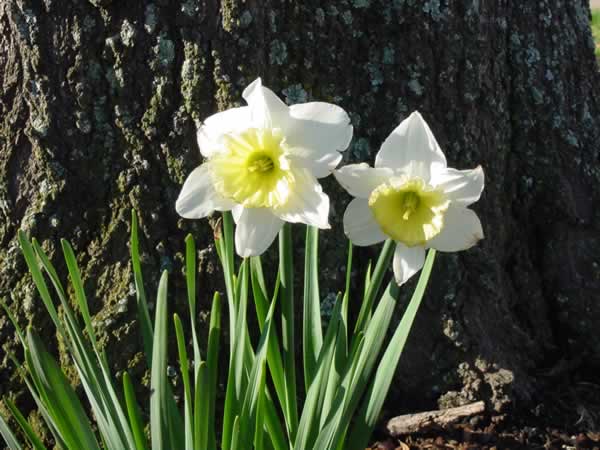 [Daffodils+by+Oak+tree.jpg]