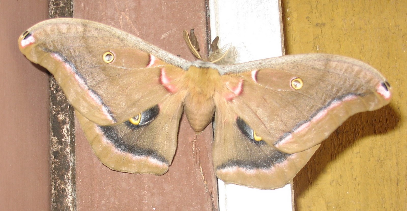 [brown+moth.JPG]