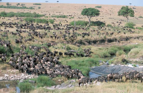 [wildebeest+migration+in+masai+mara,+kenya.jpg]