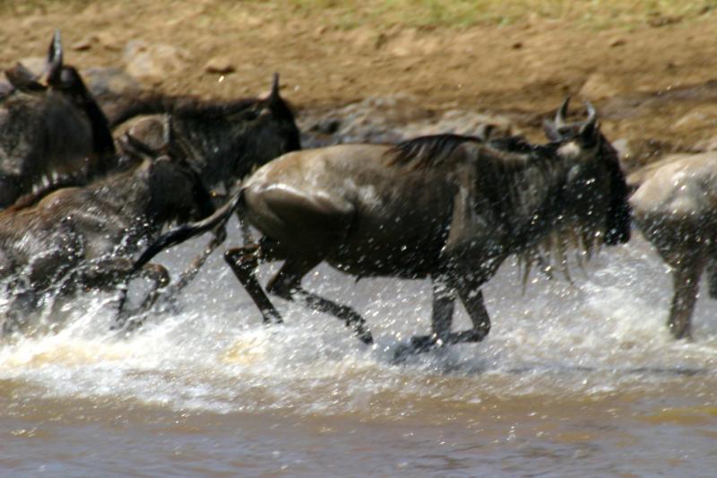 [Wildebeests+Crossing+Mara+River+in+Masai+Mara,+Kenya.jpg]