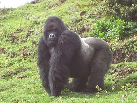 [mountain_gorilla_in_Rwanda_gorilla_tracking_rwanda.jpg]