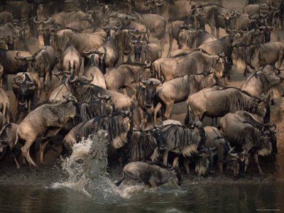 [crocodile_making_a_kill_of_wildebeest_in_Masai_Mara_river_crossing.bmp]