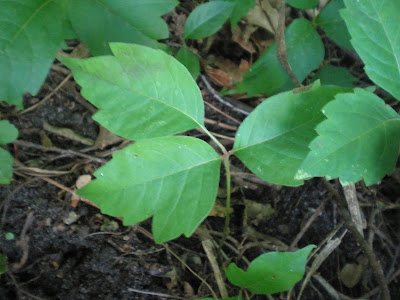 poison ivy plant images. poison ivy plant images.