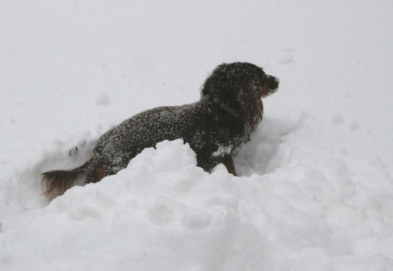 [0092.emma+snow+dog.jpg]