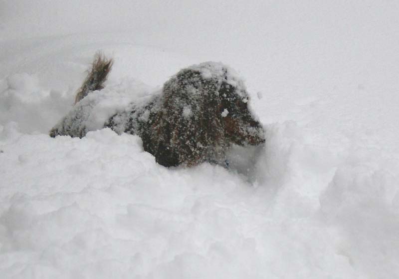 [0113.emma+snow+dog.jpg]
