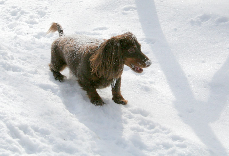 [5090.emma+snow+dog.jpg]