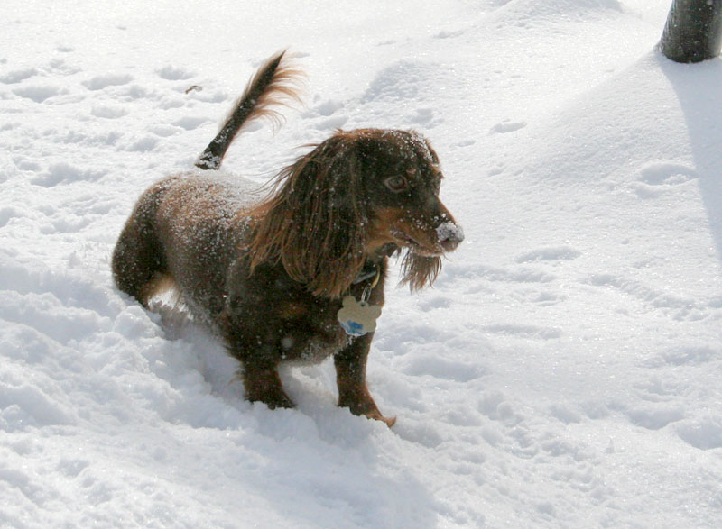[5094.emma+snow+dog.jpg]