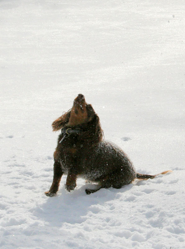 [5102.emma+snow+dog.jpg]