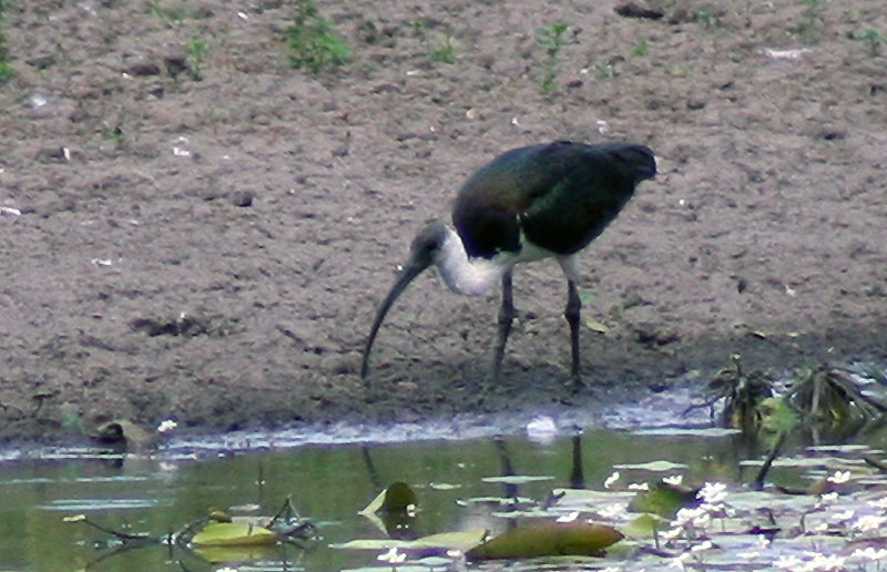 [7119.straw-necked+ibis.jpg]