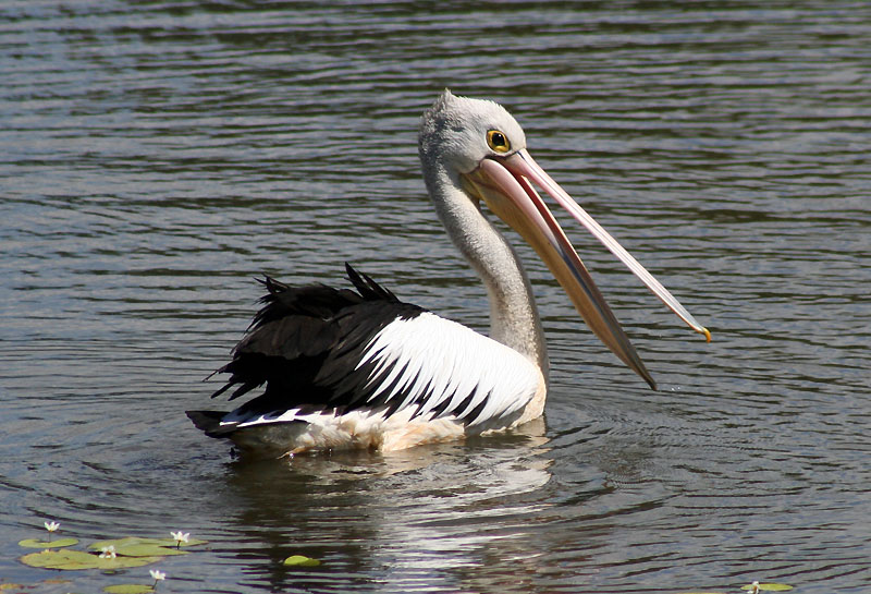 [7350.Australian+pelican.jpg]