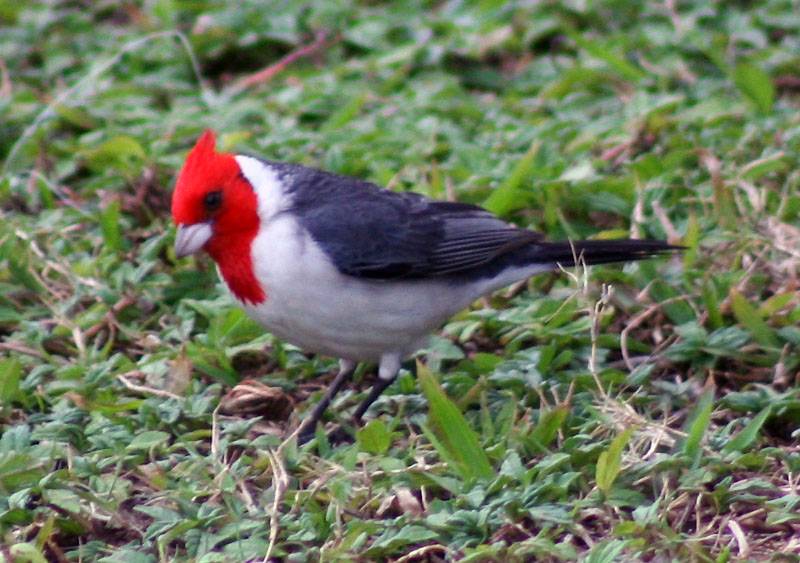 [6283.red-crested+cardinal.jpg]